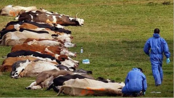 近期兩地發(fā)生<i style='color:red'>炭疽疫情</i>，關(guān)于炭疽這些知識要了解！