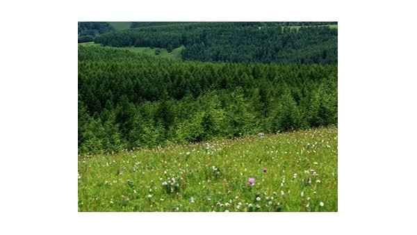 從一棵樹到一片“?！?nbsp;習(xí)近平牽掛的塞罕壩帶來(lái)怎樣的啟示