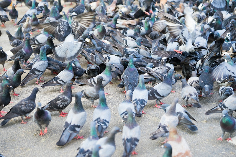 花瓣素材_鴿子,動物群,美,水平畫幅,鳥類,動物身體部位,尖利,戶外,特寫,泰國_15830288