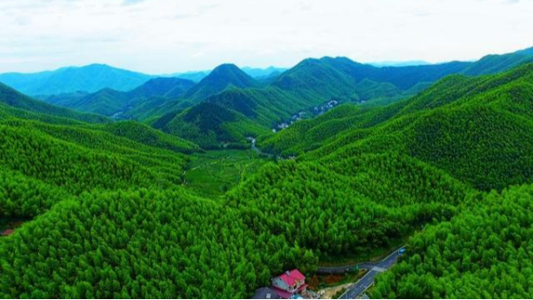 “中國最美小鳥”成群結(jié)隊(duì)，在福建武平“安家”