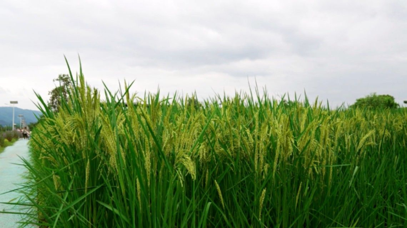 “禾下乘涼夢(mèng)”成真了