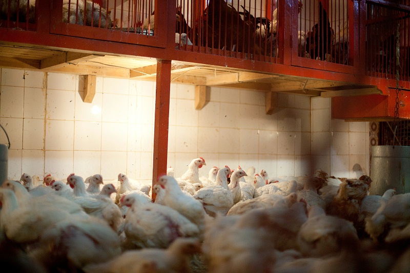 養(yǎng)殖場(chǎng)