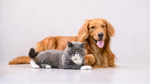 寵物經(jīng)濟(jì)