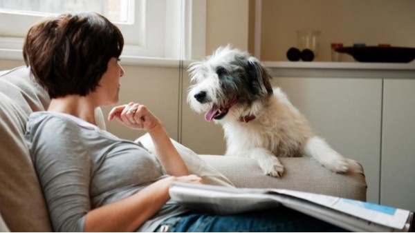 火化成寵物殯葬的首選，多地寵物醫(yī)院紛紛購置小型寵物焚燒爐