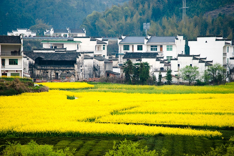 花瓣素材_婺源,江西省,地形,水平畫(huà)幅,無(wú)人,戶外,現(xiàn)代,農(nóng)作物,山,農(nóng)業(yè)_16396332