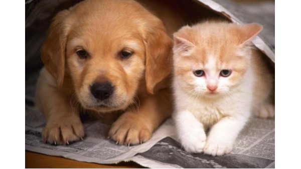 你想象不到的冷門生意：一款寵物焚燒爐讓投資者發(fā)現(xiàn)新商機(jī)