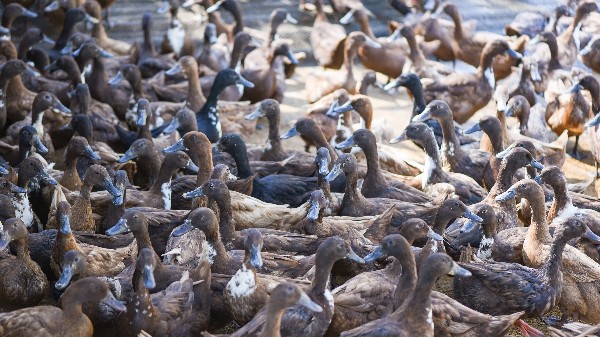 動物無害化處理