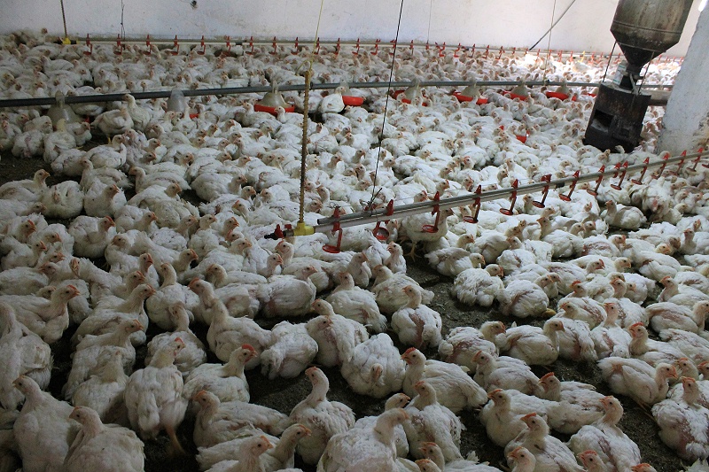 花瓣素材_雞在家禽養(yǎng)殖場，工業(yè)養(yǎng)殖_140809406