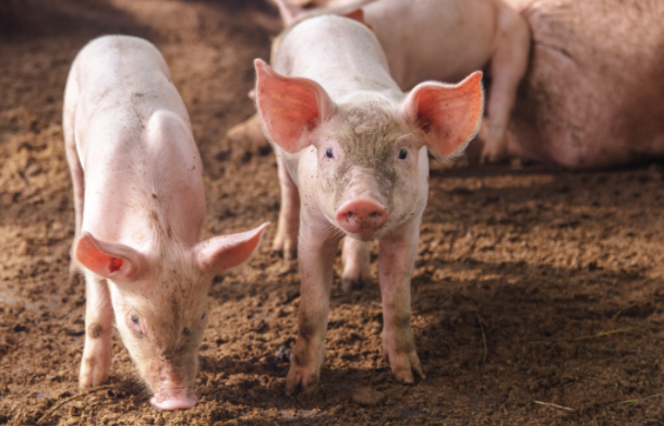 養(yǎng)殖場(chǎng),屠宰場(chǎng),病死豬