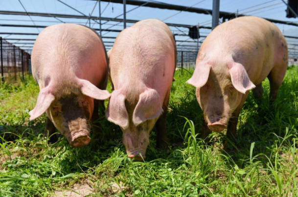 屠宰場(chǎng),養(yǎng)殖場(chǎng),病死豬