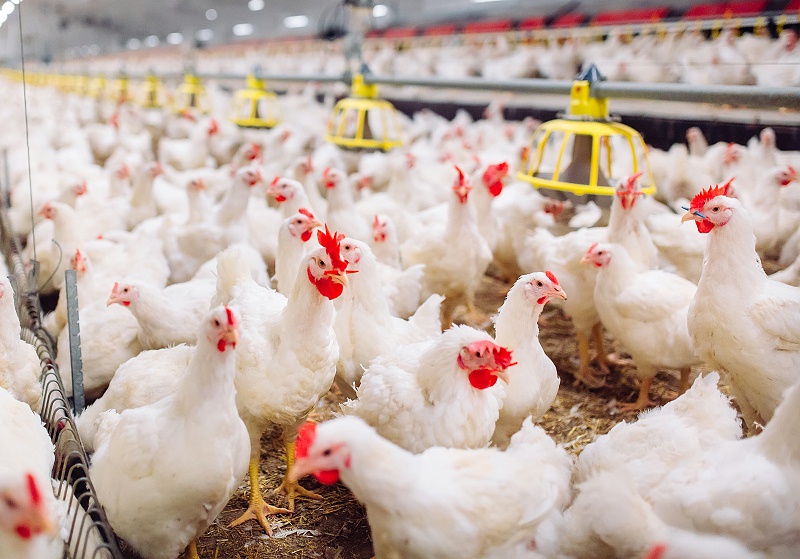 花瓣素材_大型室內(nèi)現(xiàn)代化養(yǎng)雞場(chǎng)，喂雞。_119654309