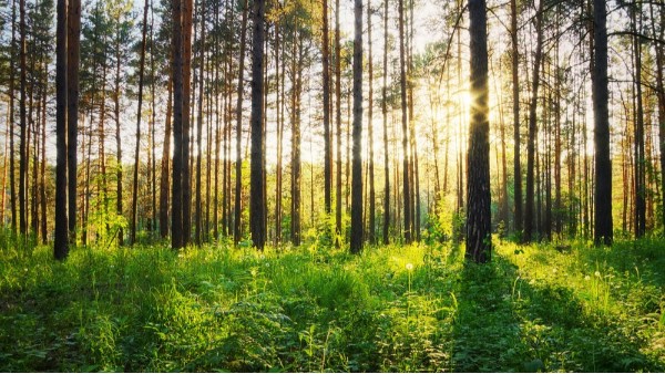 宏利圣得告訴你，為什么要保護(hù)環(huán)境？