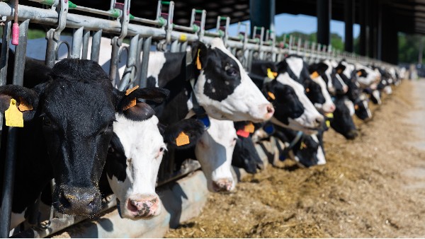 動(dòng)物畜禽焚燒爐