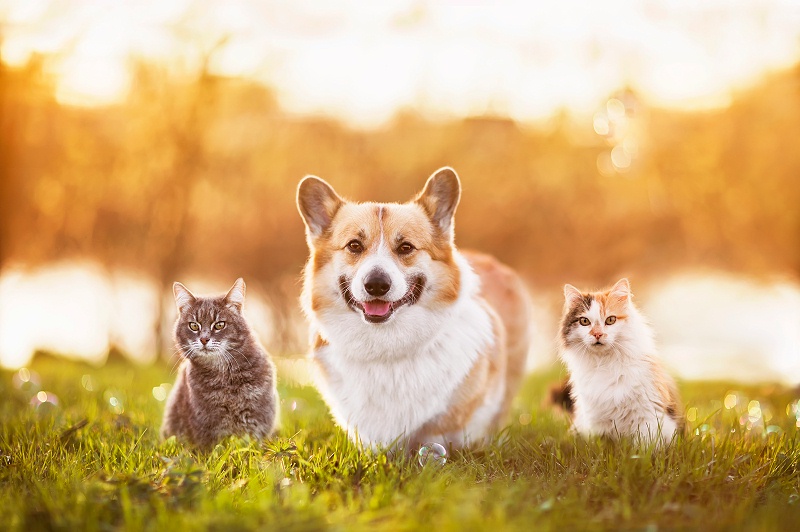 花瓣素材_朋友們，一只柯基犬和兩只美麗的貓正坐在夏日陽(yáng)光溫暖的草地上_156536934